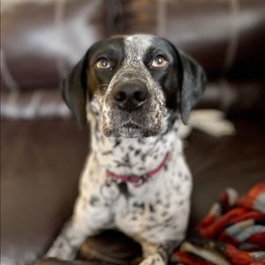 Meet your Posher, Casey